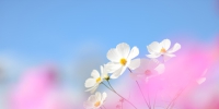 春暖花开，漂亮的太阳花，野菊近拍，高清图片素材免费商用下载