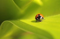 微距瓢虫特写，绿叶上的虫子，高清图片素材免费商用下载