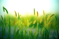 春天漂亮的绿色植物，高清图片免费商用下载。